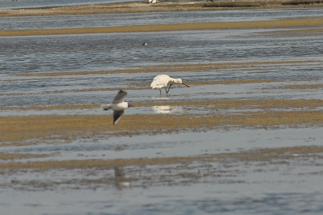 13 04 12_9379_edited-1.jpg - SPOONBILL - BROWNSEA ISLAND, DORSET - 13.4.12